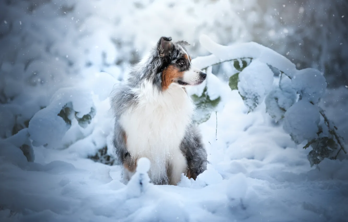 Photo wallpaper winter, forest, snow, dog, the snow, Australian shepherd, Aussie