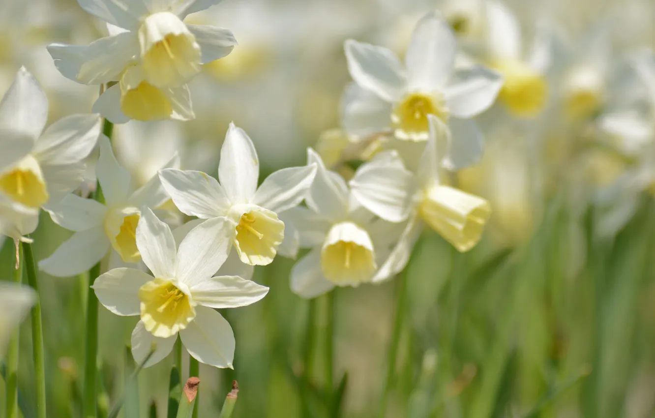 Photo wallpaper macro, spring, daffodils