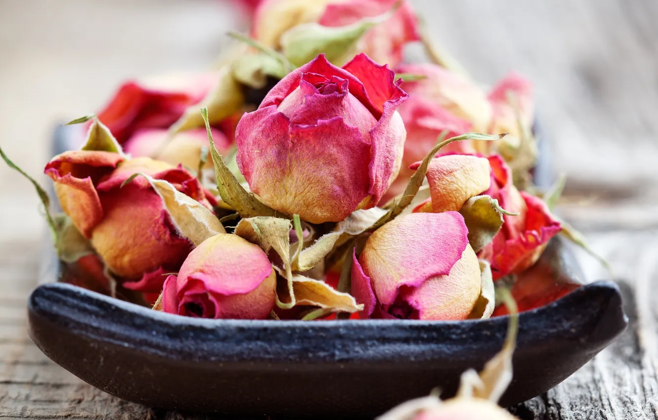 Photo wallpaper roses, rose, buds, wood, Dry, romance, bud