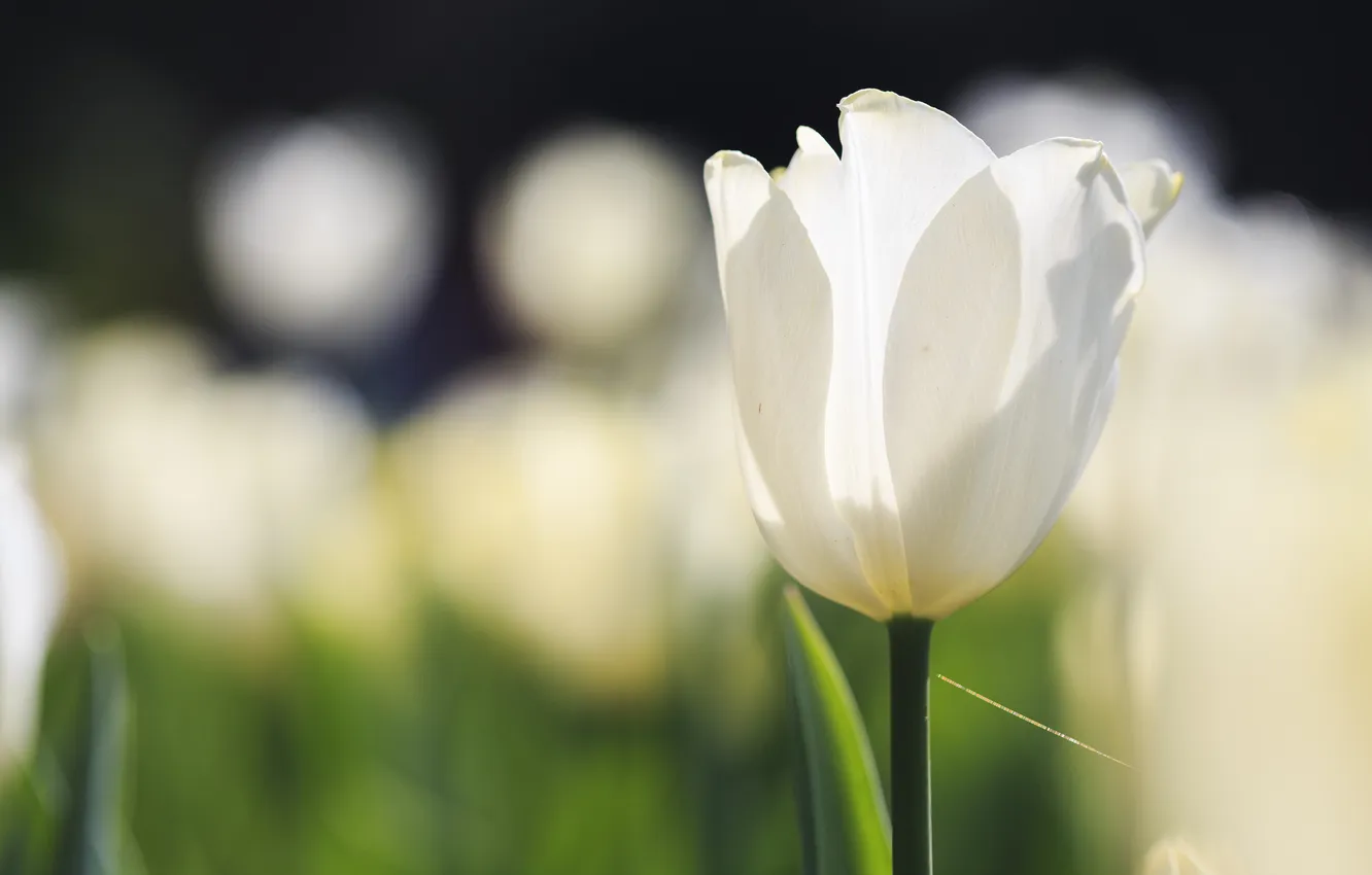 Photo wallpaper white, focus, tulips, Sunny
