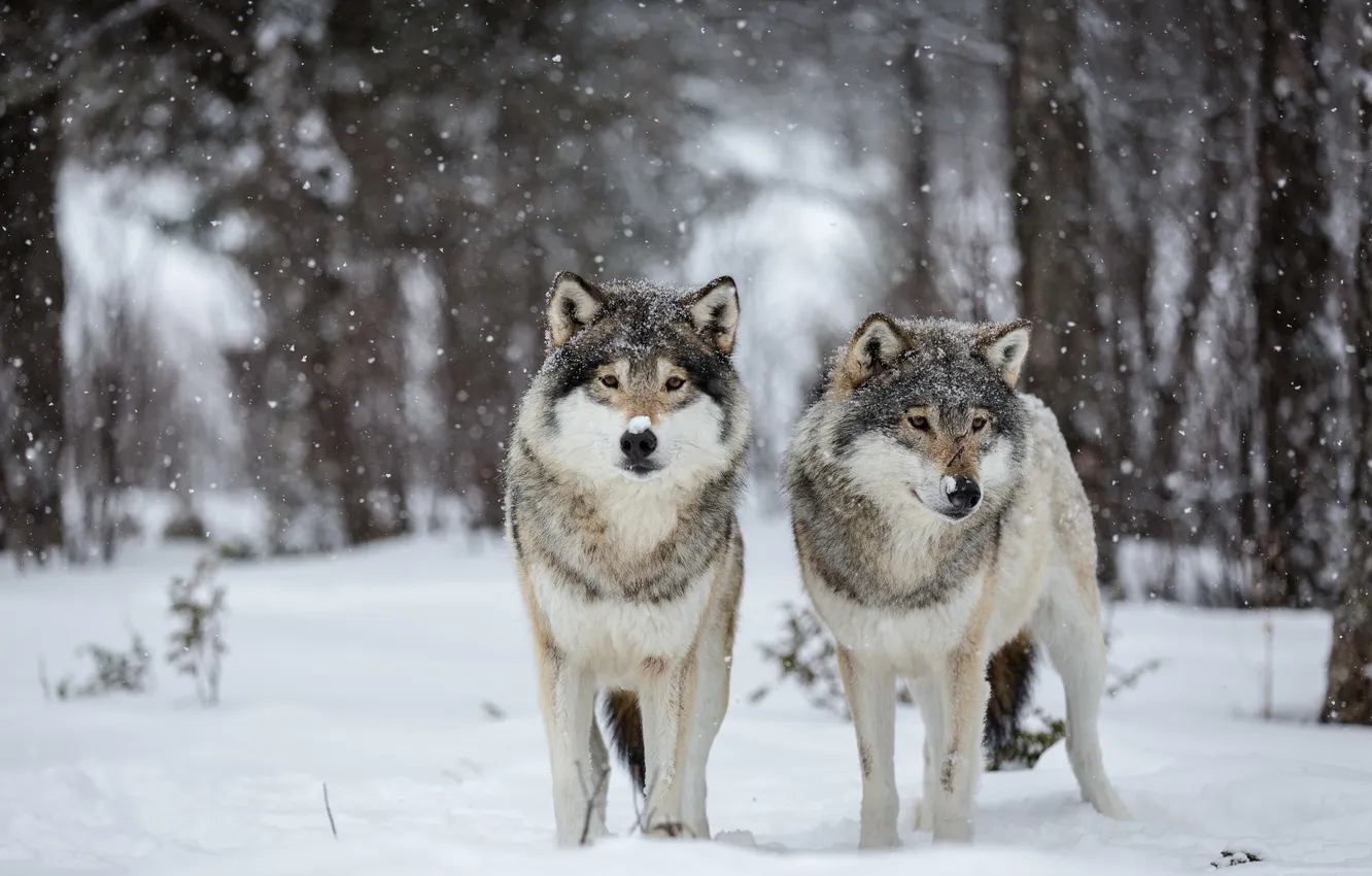 Photo wallpaper snow, nature, wolves