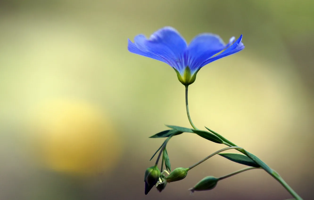 Photo wallpaper flower, macro, blue, buds