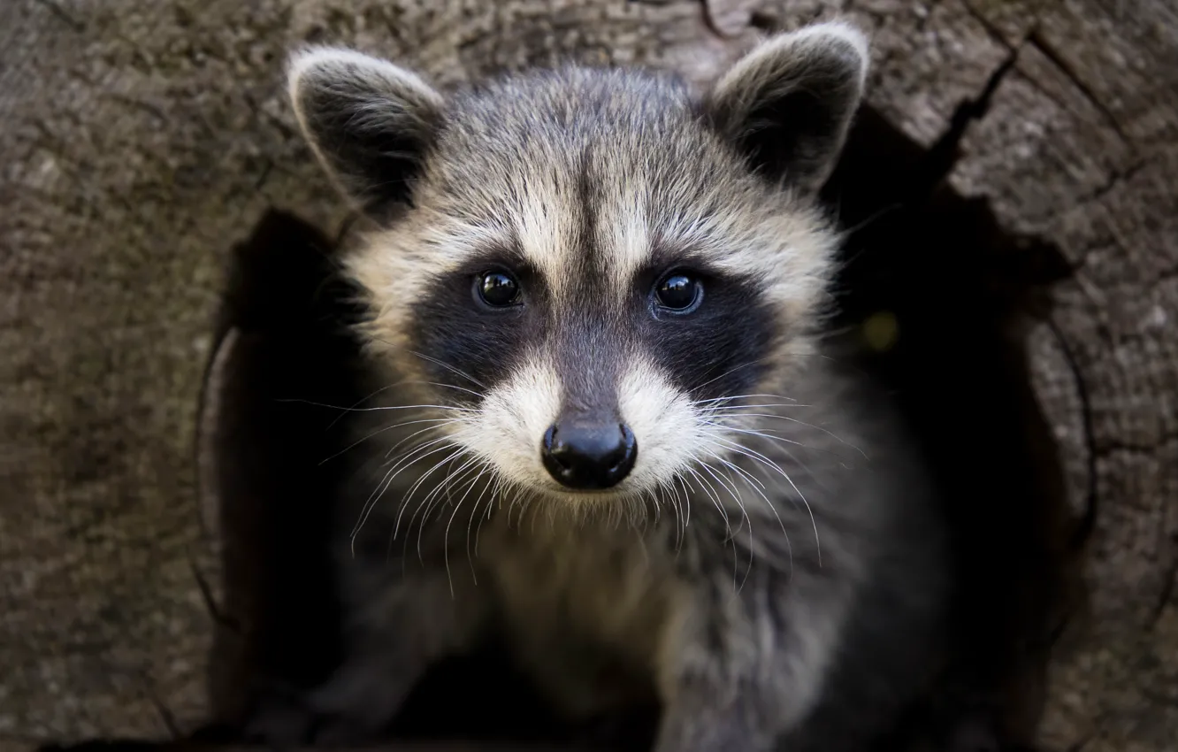 Photo wallpaper look, face, trees, Nora, baby, raccoon, log, cub