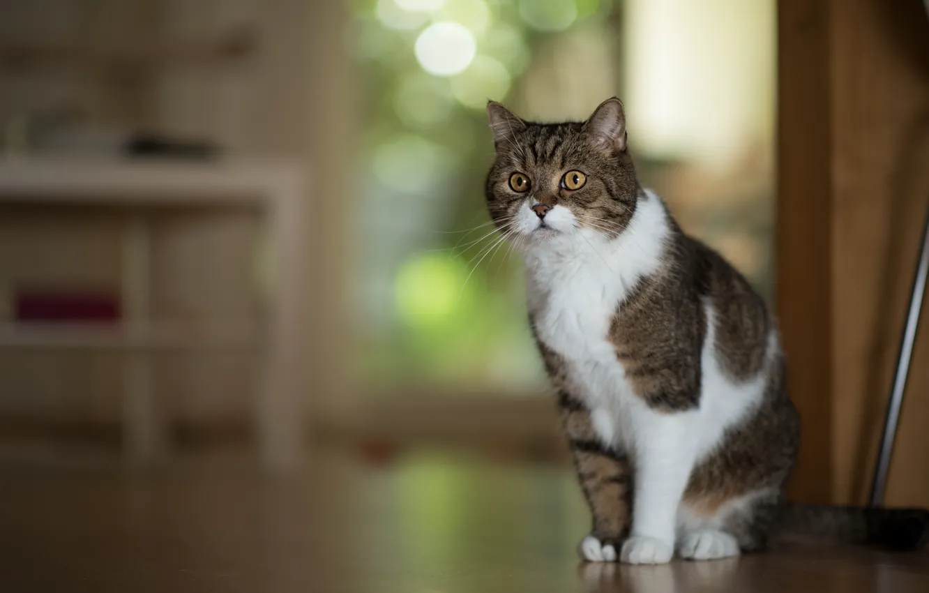Photo wallpaper cat, cat, portrait, posing