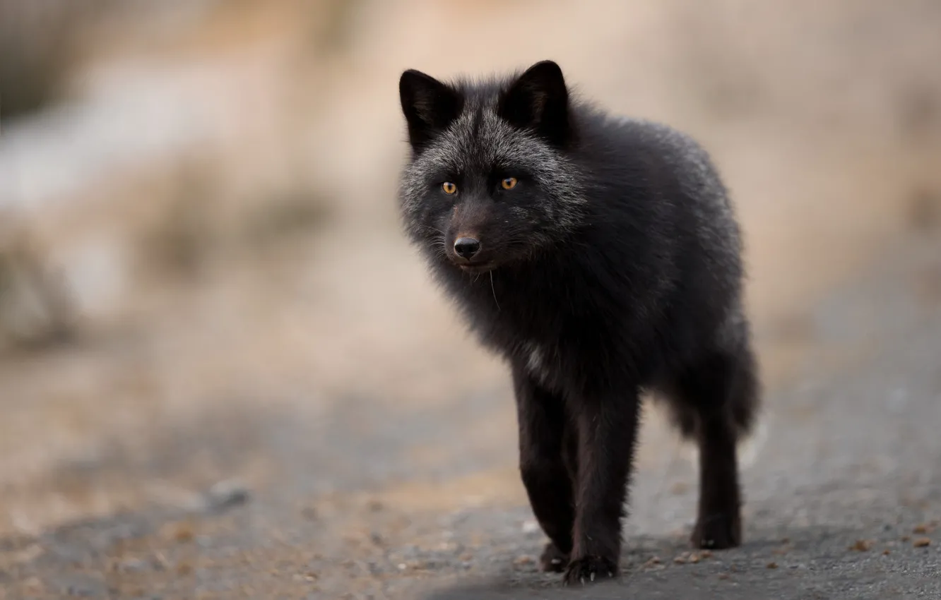 Photo wallpaper look, face, pose, background, black, portrait, Fox, beauty