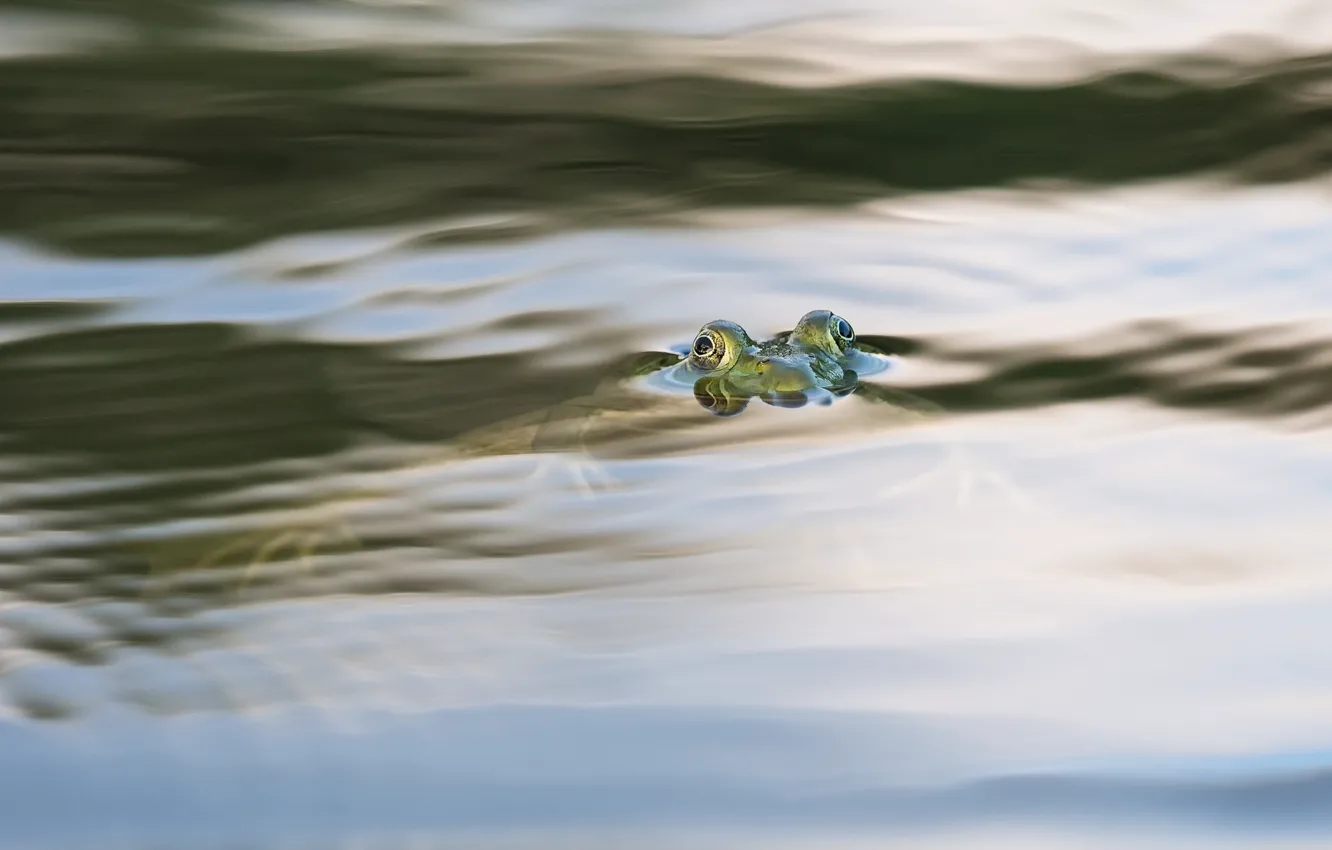 Photo wallpaper water, nature, frog