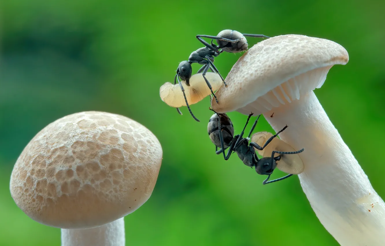 Photo wallpaper macro, work, mushrooms, ants, insect, a couple, green background, the larva