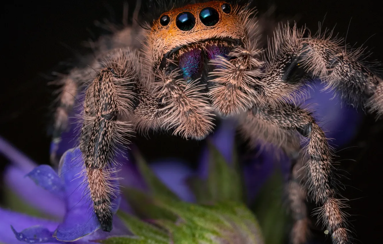Photo wallpaper look, macro, flowers, the dark background, spider, brooding, lilac, jumper