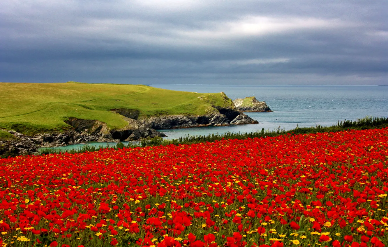 Photo wallpaper sea, field, flowers, red, stones, coast, Maki, chamomile