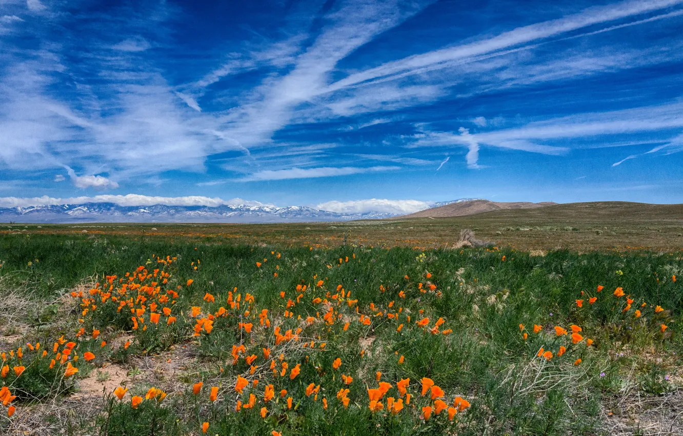 Photo wallpaper the sky, grass, clouds, flowers, mountains, Maki, meadow