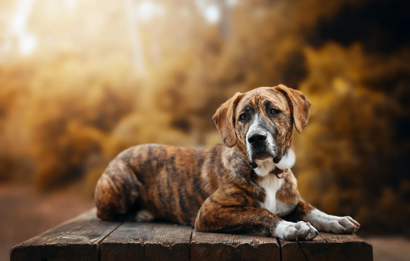 Photo wallpaper autumn, look, nature, pose, Board, dog, paws, puppy