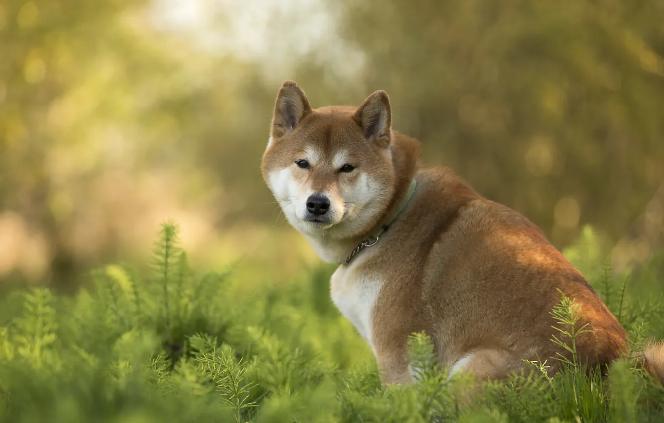 Photo wallpaper look, each, dog