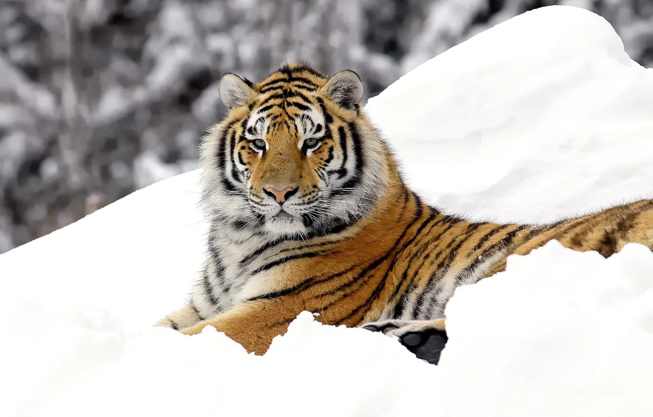 Photo wallpaper cat, tiger, predator