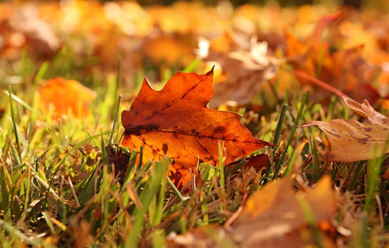 Photo wallpaper autumn, grass, leaves, macro