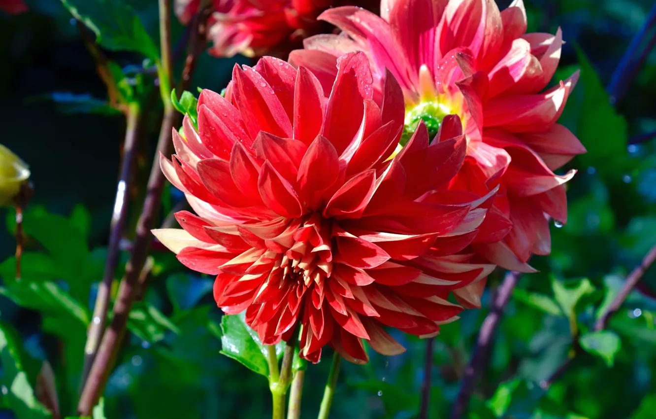 Photo wallpaper flowers, red, garden, bokeh, dahlias