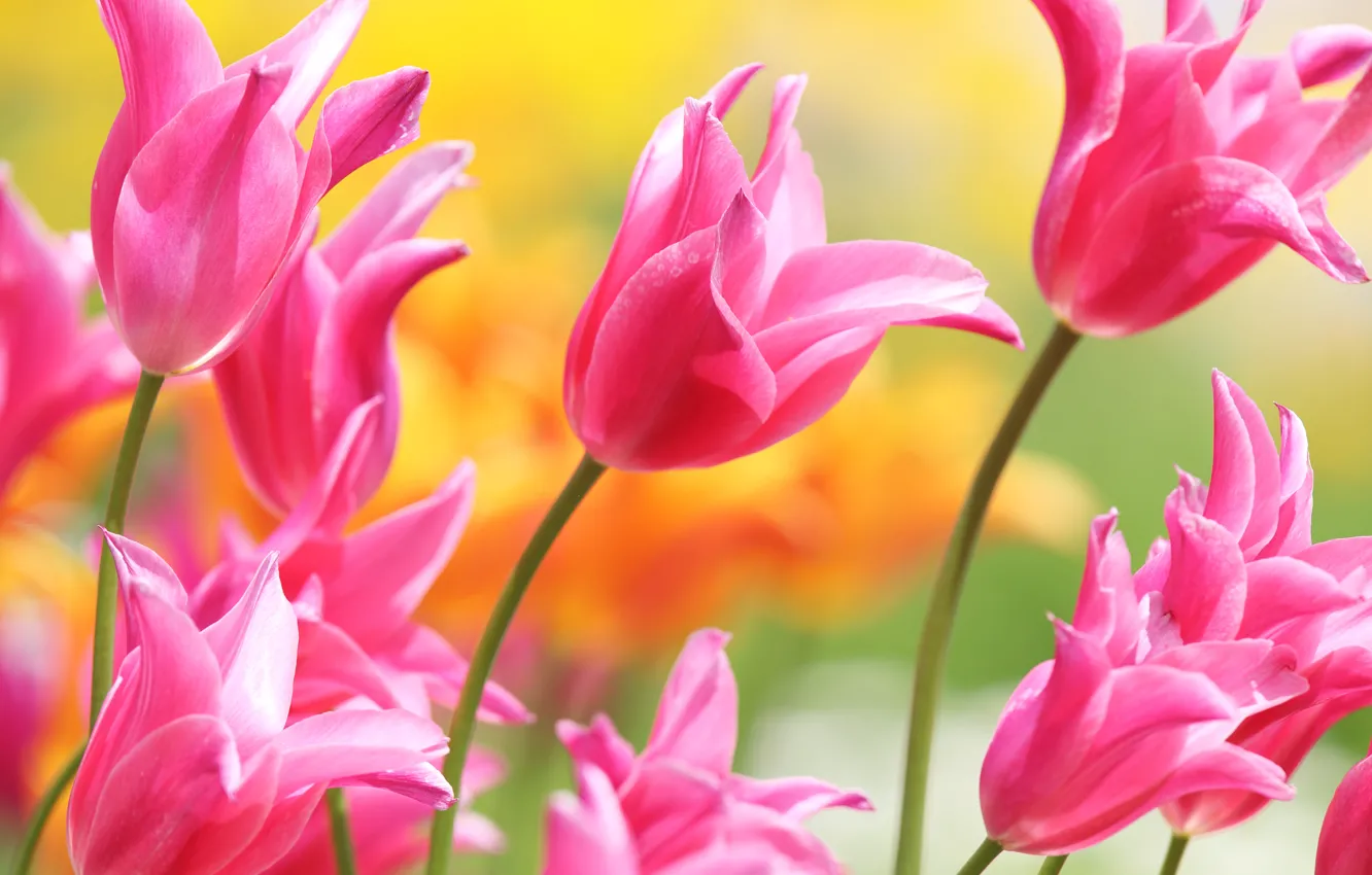 Photo wallpaper petals, tulips, pink, buds