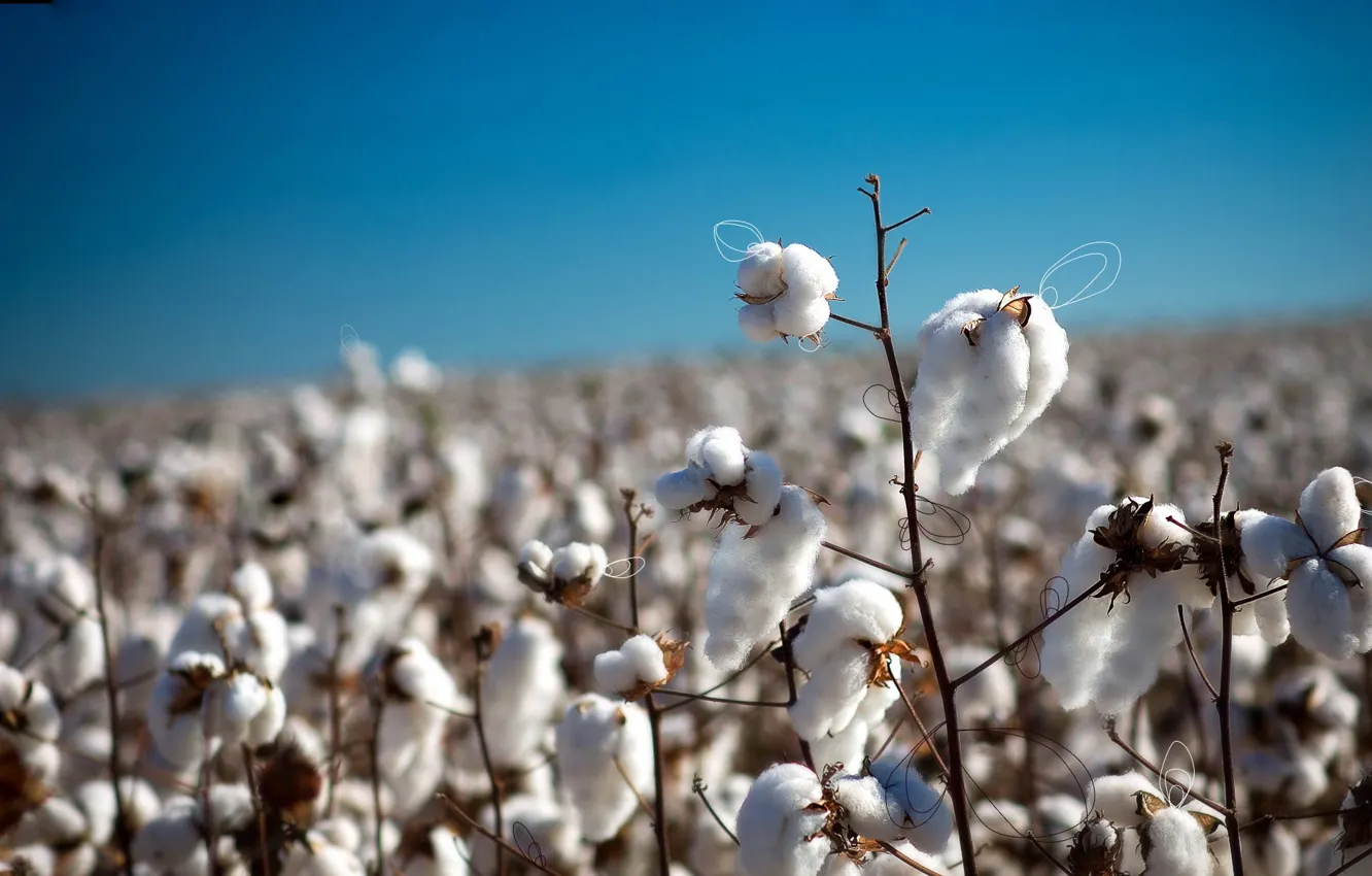 Photo wallpaper branches, fluff, cotton