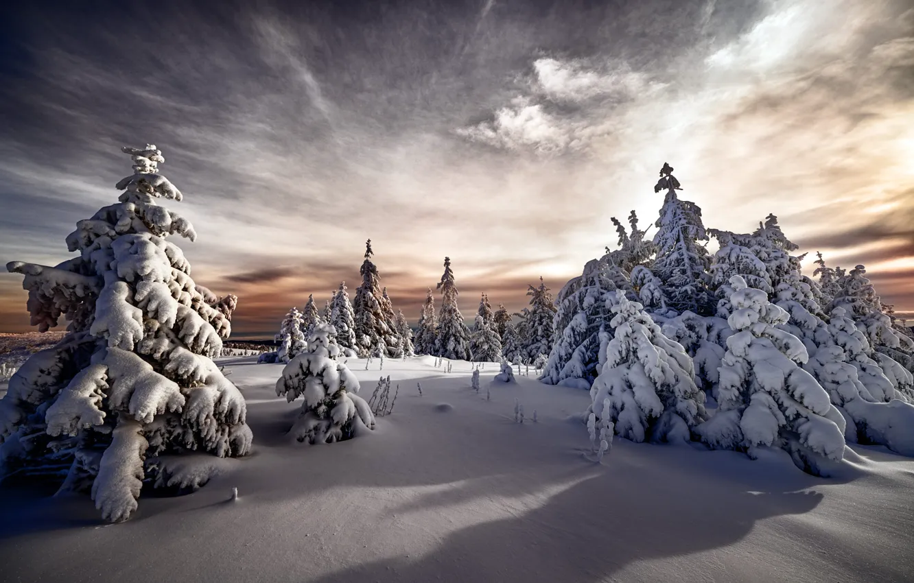 Photo wallpaper winter, forest, the sky, clouds, light, snow, in the snow, view