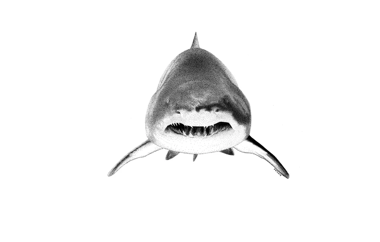 Photo wallpaper predator, shark, mouth, fangs