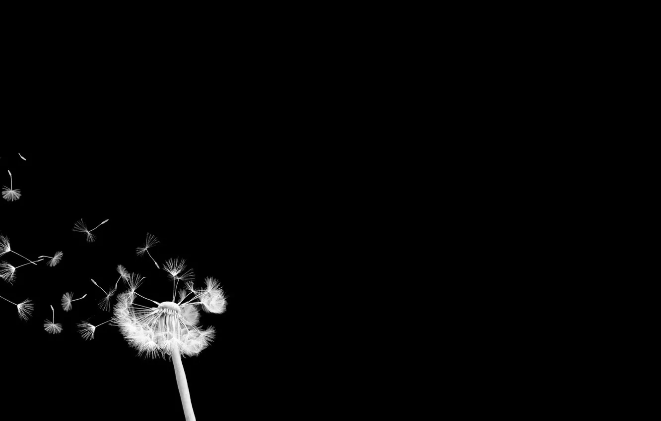 Photo wallpaper flight, background, dandelion, black, fuzzes