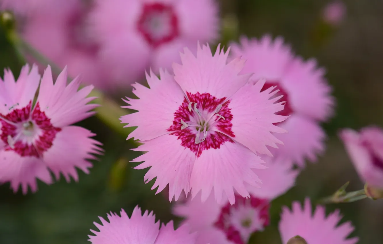 Photo wallpaper flowers, nature, plant, petals