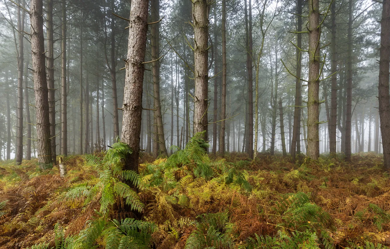 Photo wallpaper autumn, forest, nature