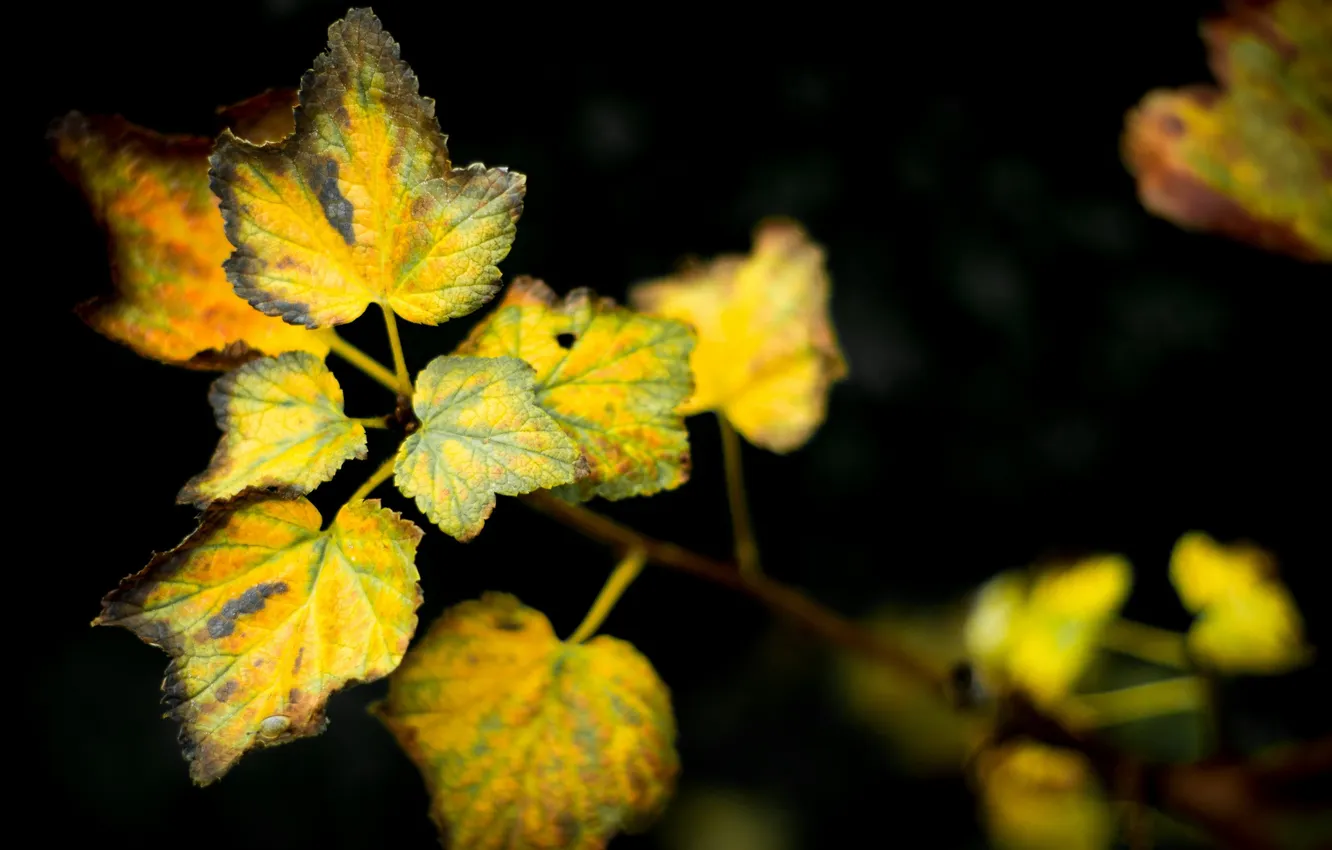Photo wallpaper autumn, leaves, nature