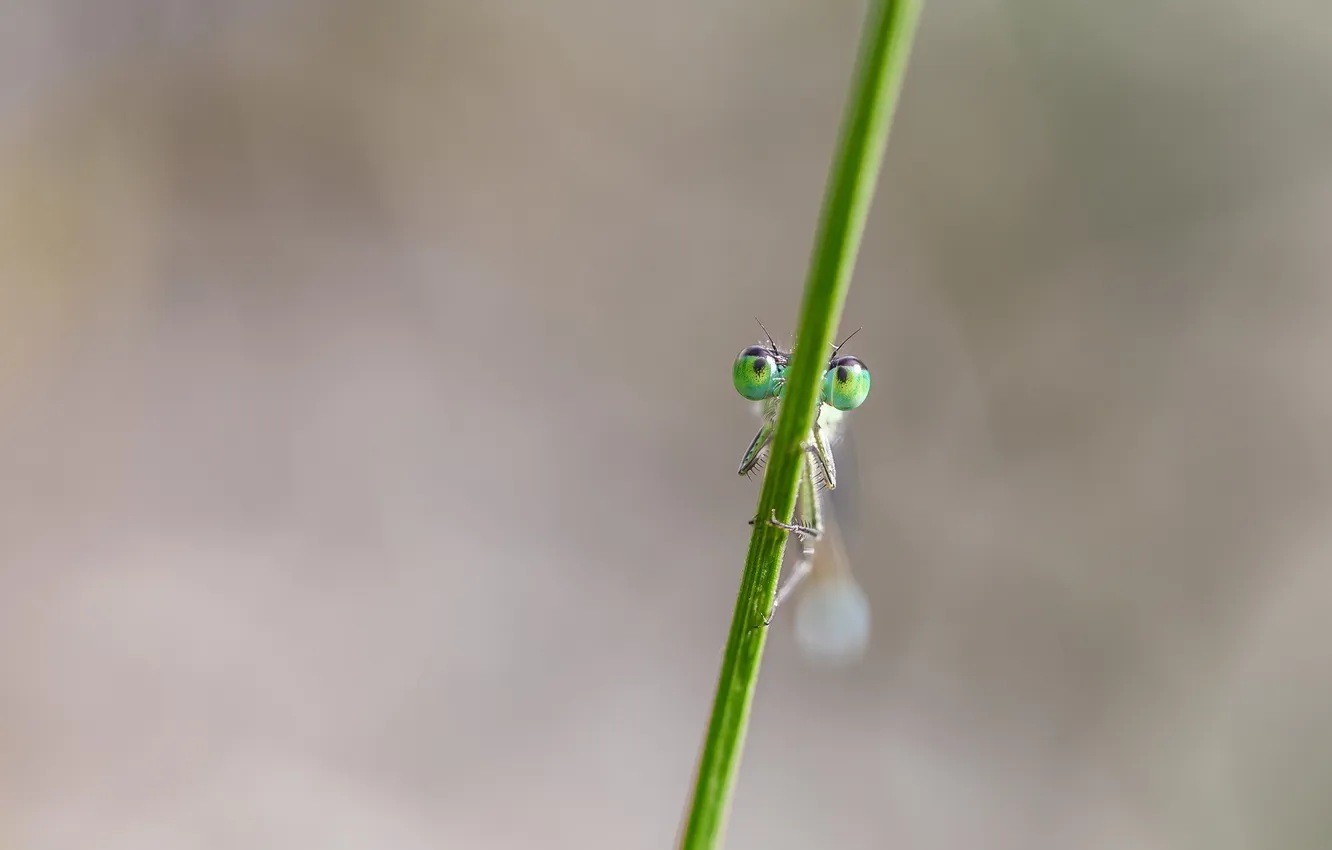 Photo wallpaper background, big eyes, waterjuffer