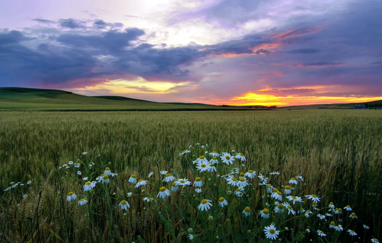 Photo wallpaper field, landscape, sunset, chamomile