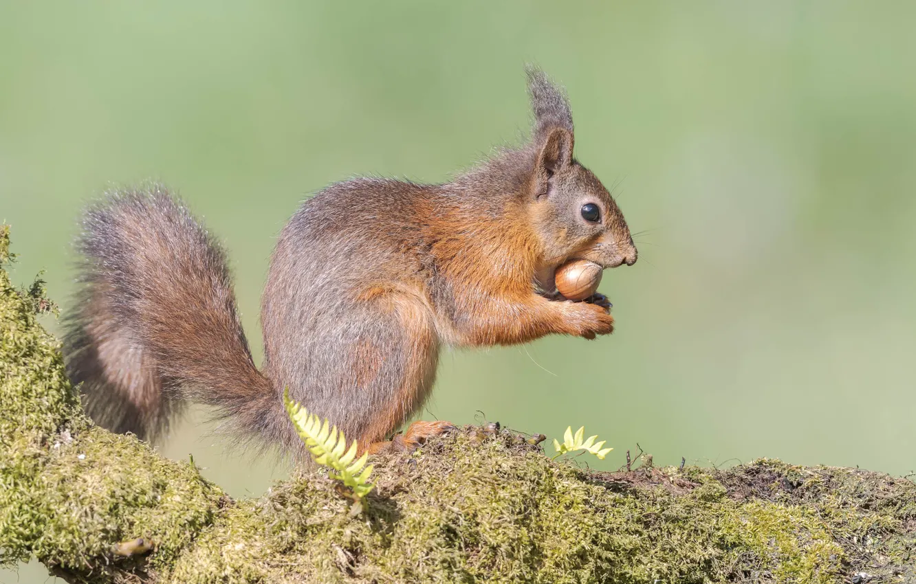 Photo wallpaper branches, moss, protein, profile, nuts, hazelnuts, meal