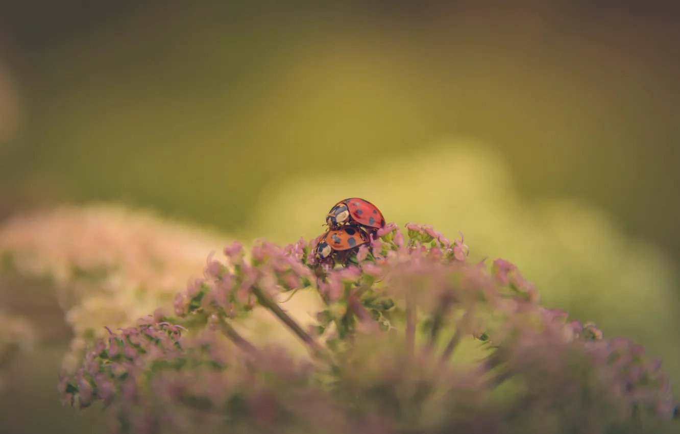Photo wallpaper background, pair, ladybugs