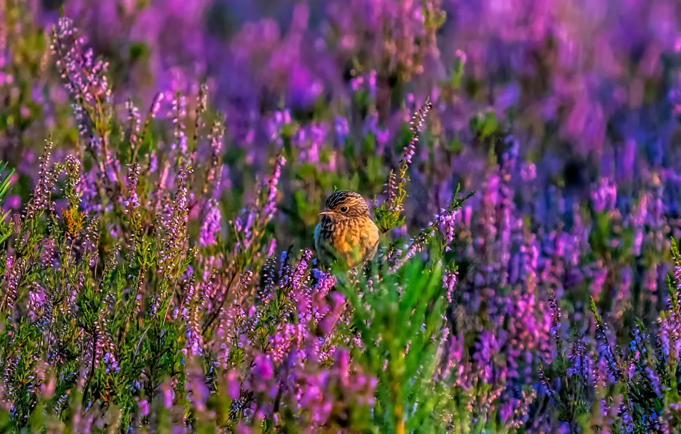 Photo wallpaper bird, Heather, stonechat