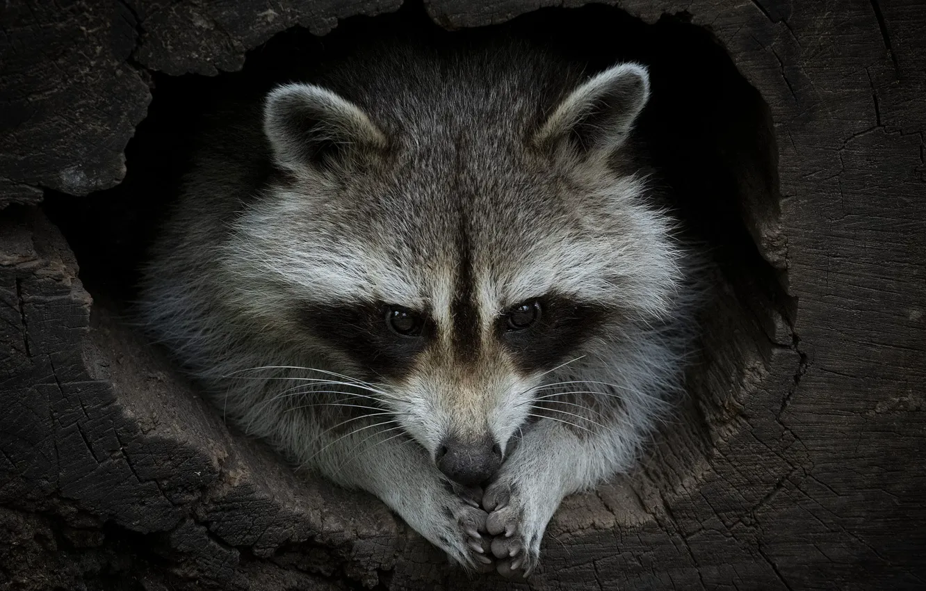 Photo wallpaper look, face, pose, the dark background, raccoon, log, the hollow