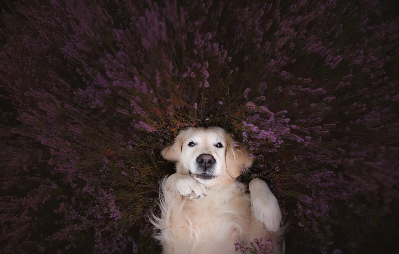 Photo wallpaper look, face, mood, dog, paws, lavender, Golden Retriever, Golden Retriever