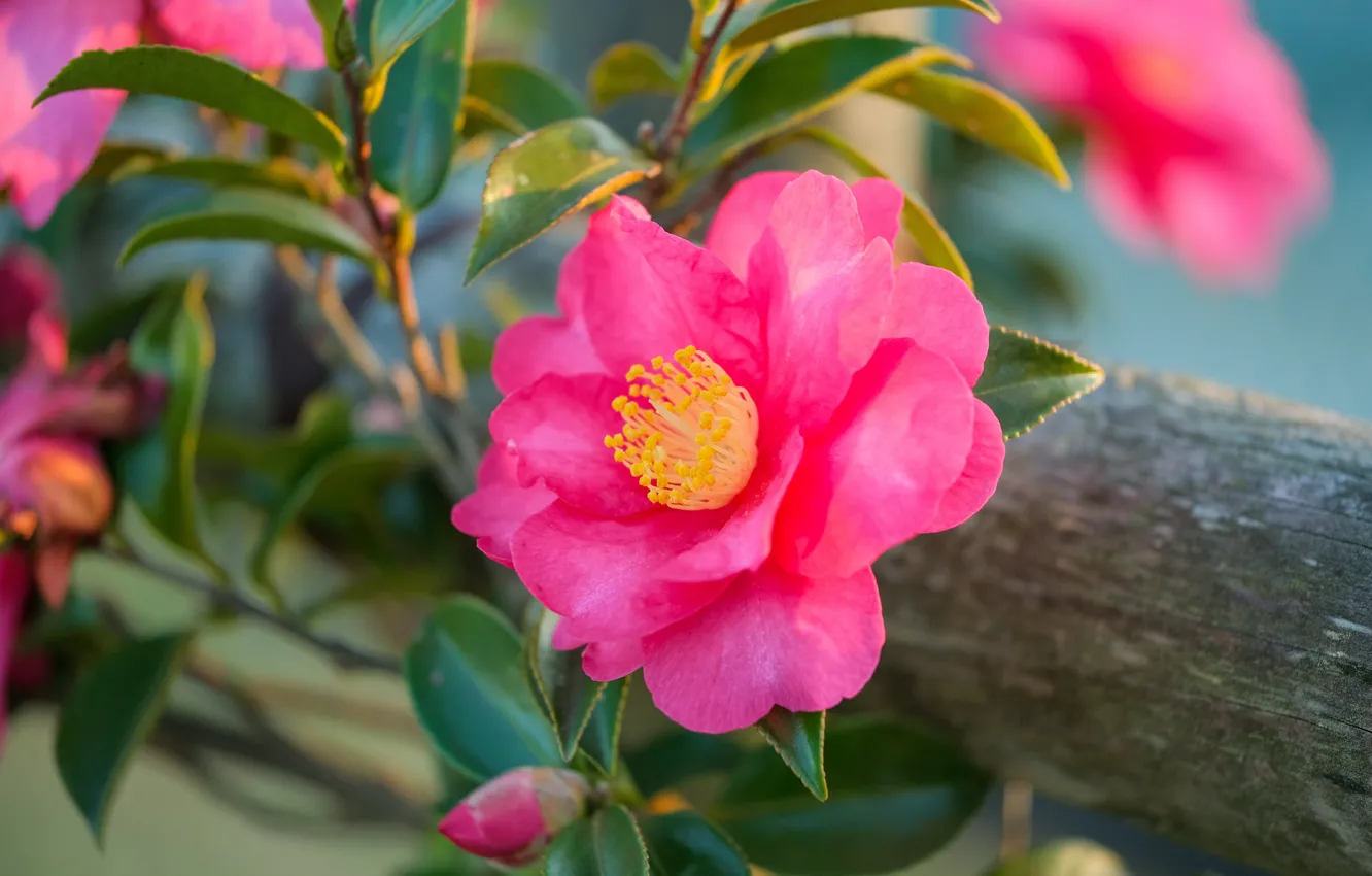 Photo wallpaper leaves, macro, pink, petals, Bud, Camellia