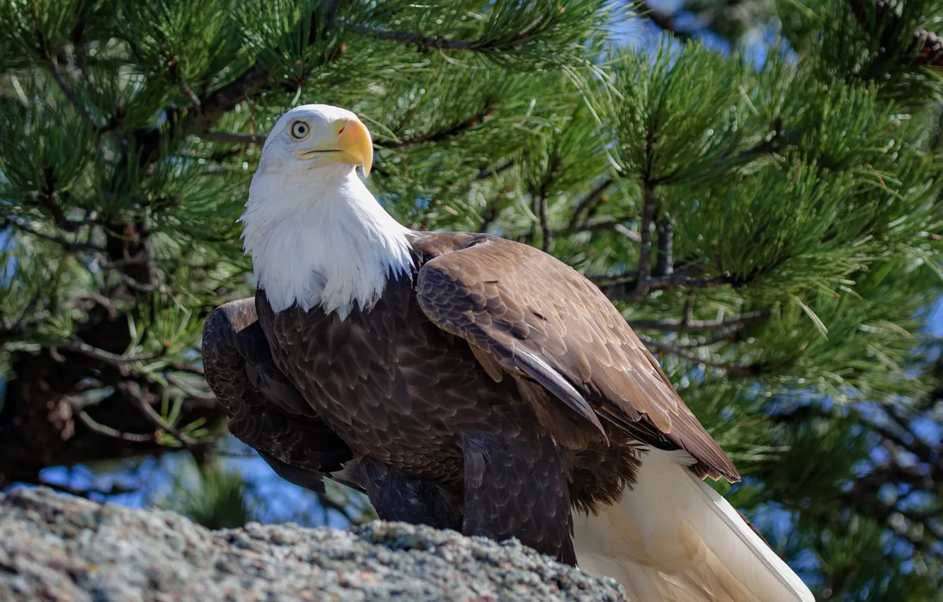 Photo wallpaper beak, bald eagle, bald eagle