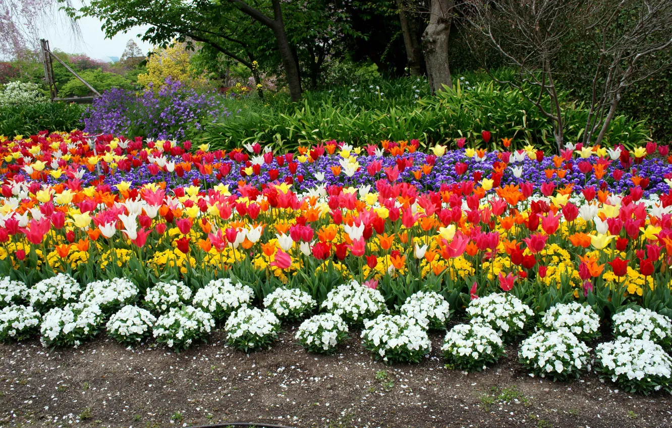 Photo wallpaper spring, tulips, flowerbed