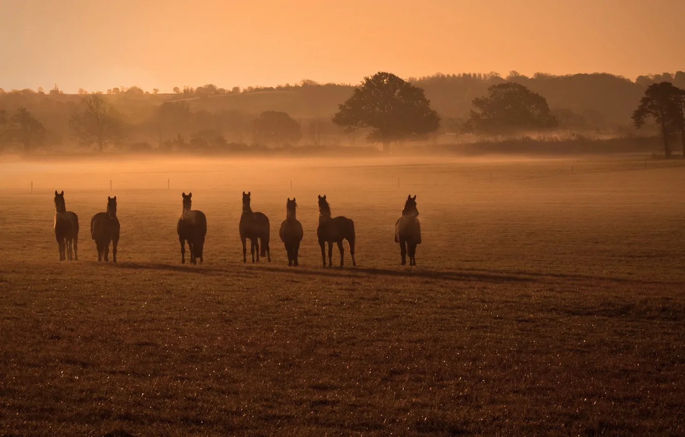 Photo wallpaper field, fog, horses