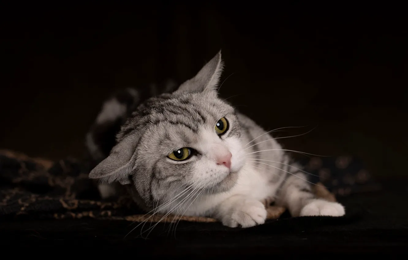 Photo wallpaper cat, cat, look, pose, the dark background, portrait, lies, face