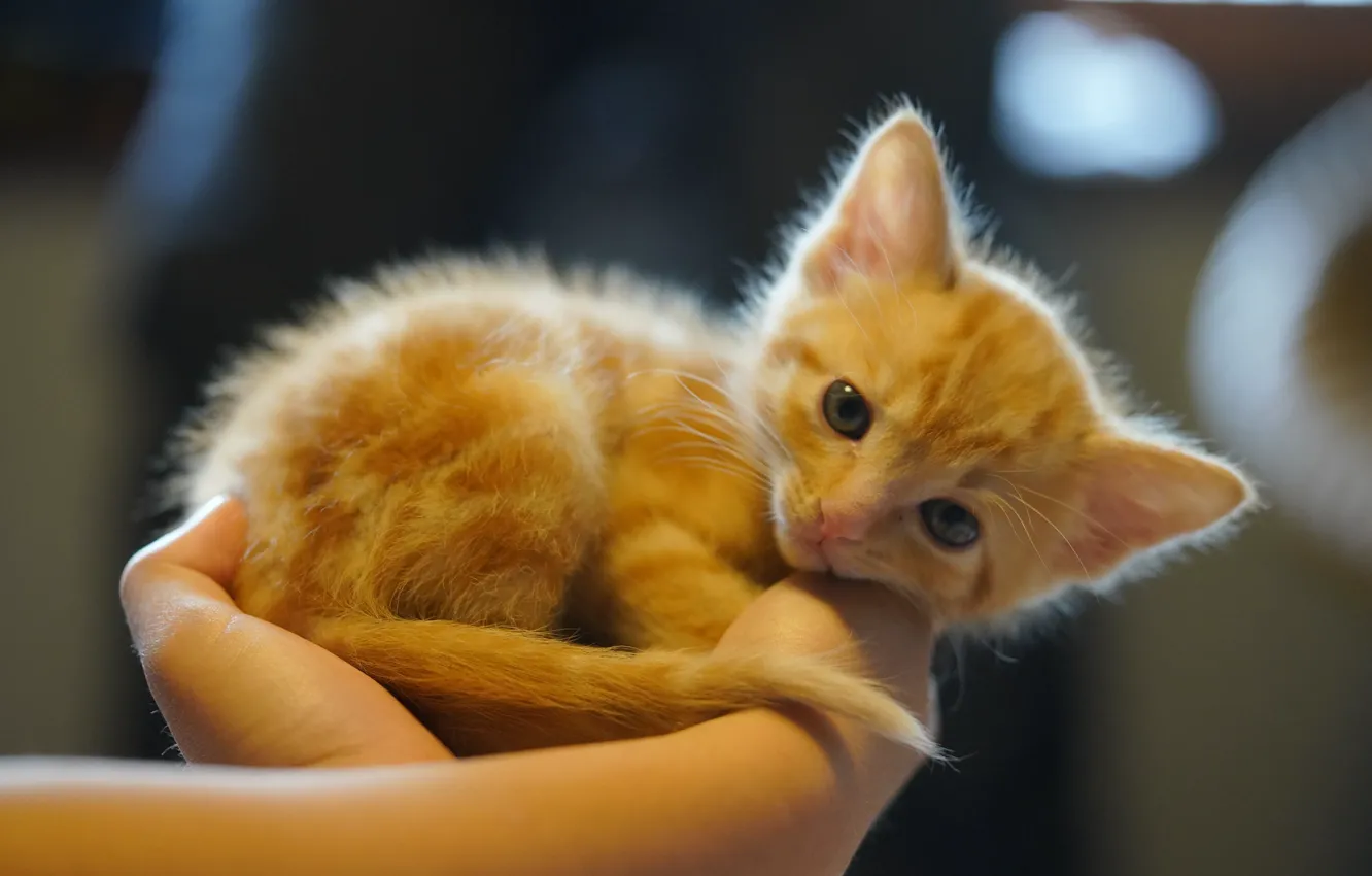 Photo wallpaper look, baby, red, kitty