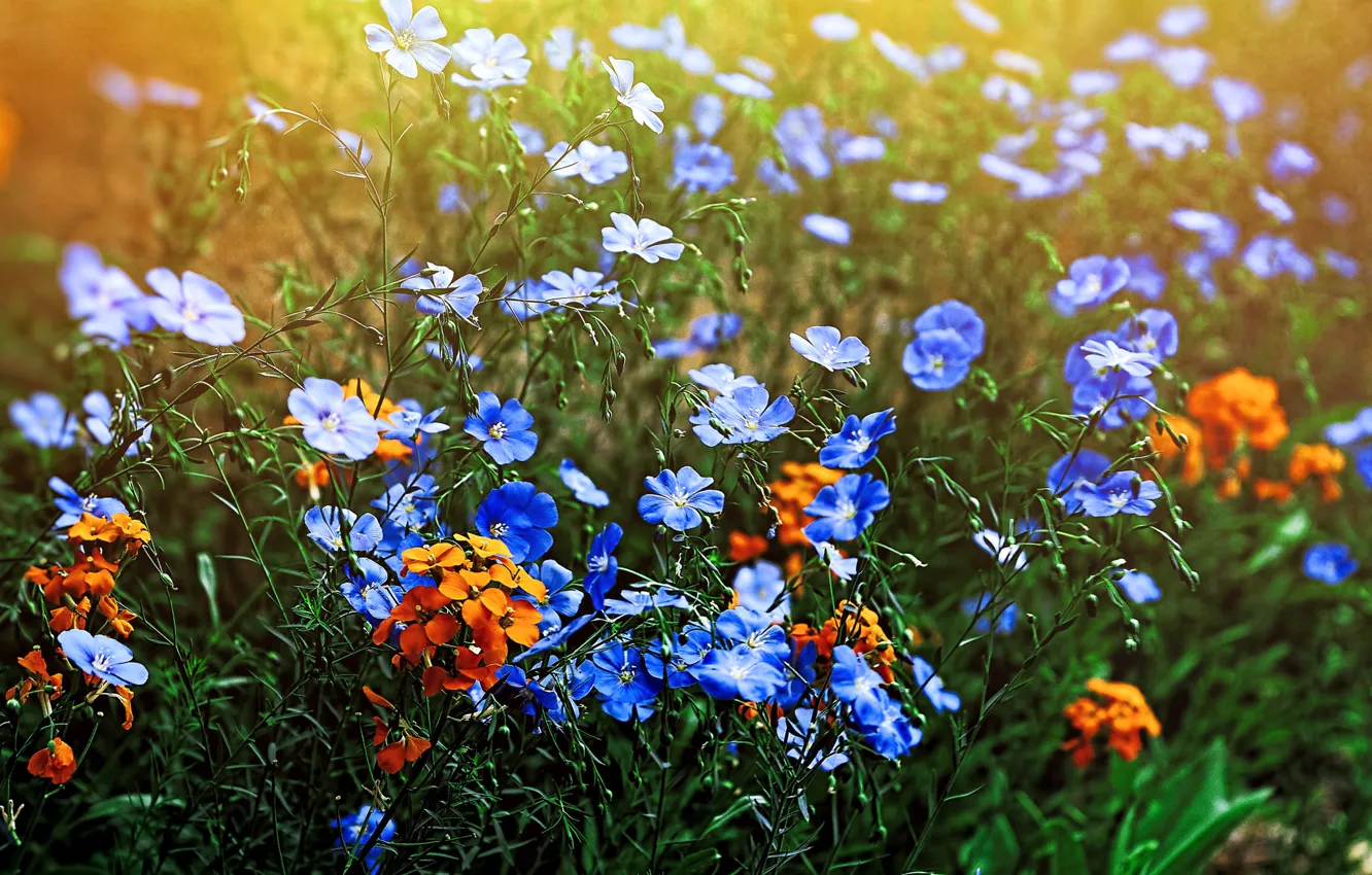 Photo wallpaper field, grass, light, petals, meadow