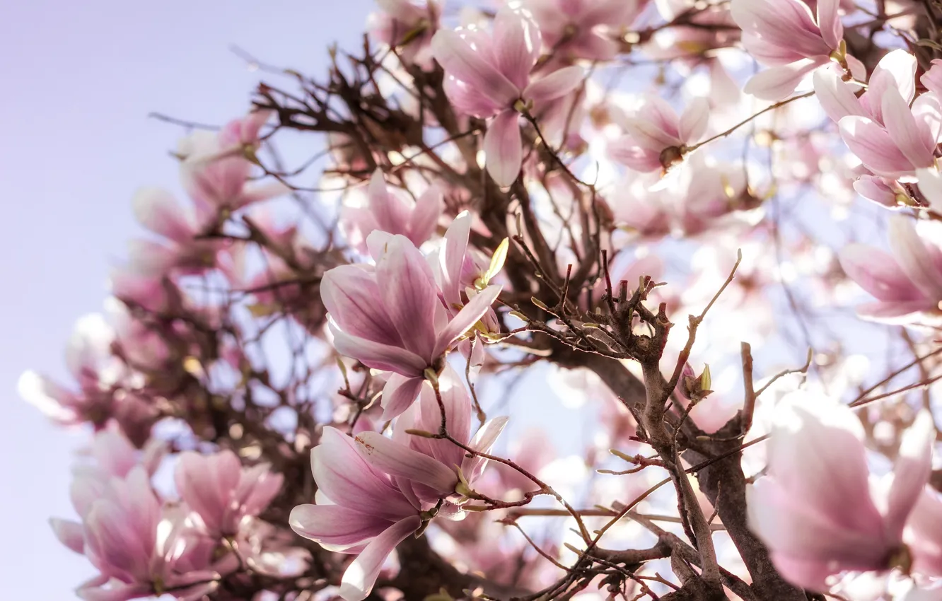 Photo wallpaper tree, pink, spring, flowering, Magnolia