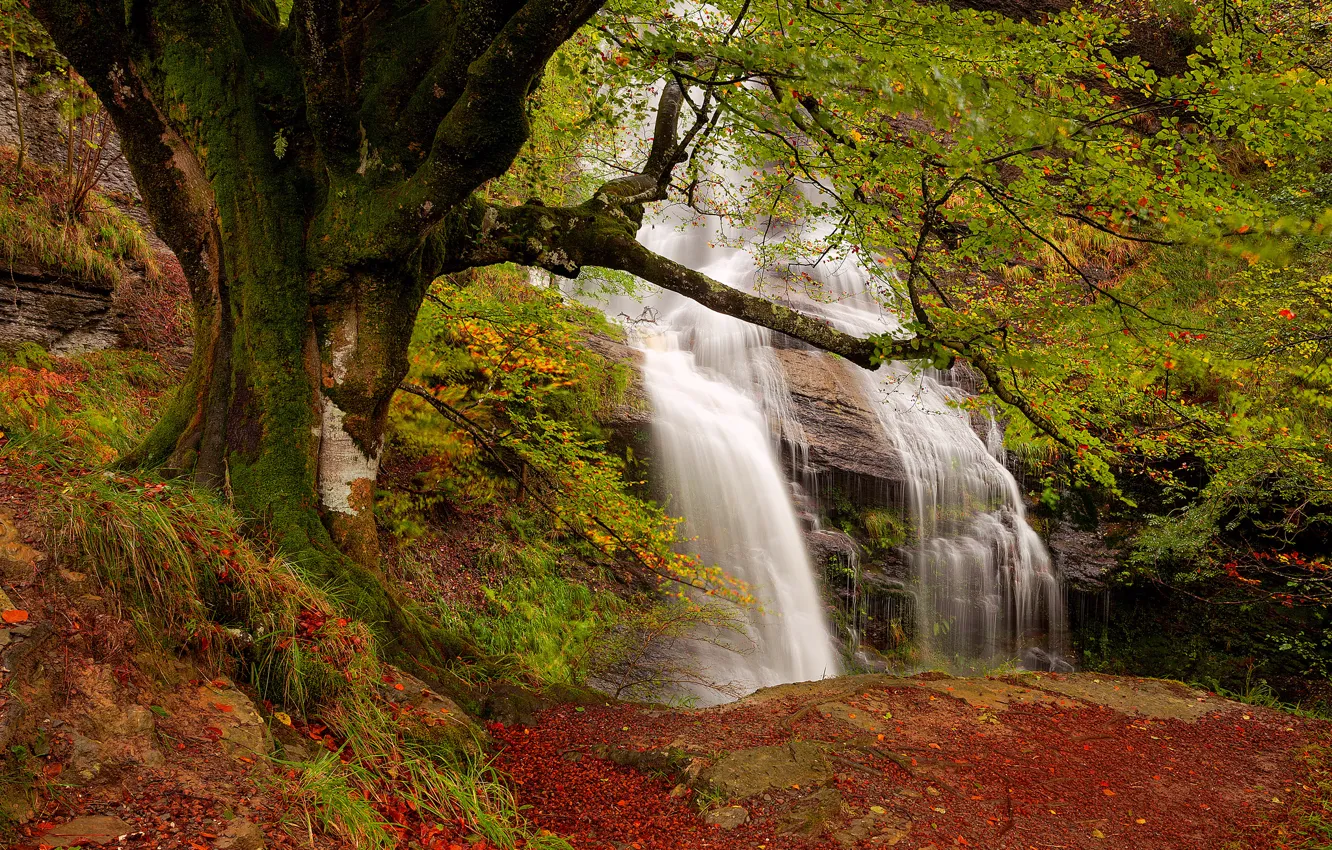 Photo wallpaper autumn, forest, rocks, waterfall, stream