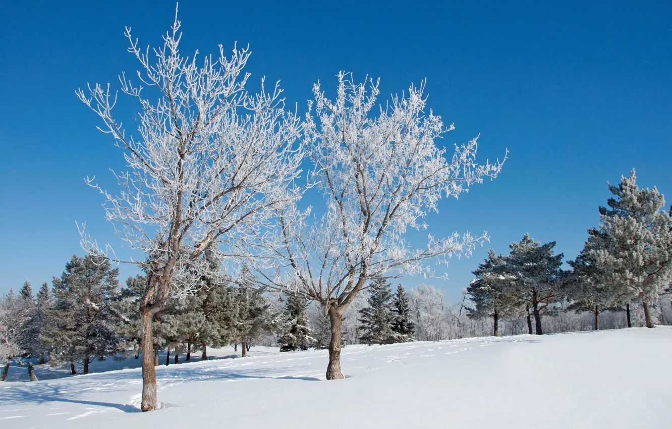 Photo wallpaper winter, snow, trees, Park
