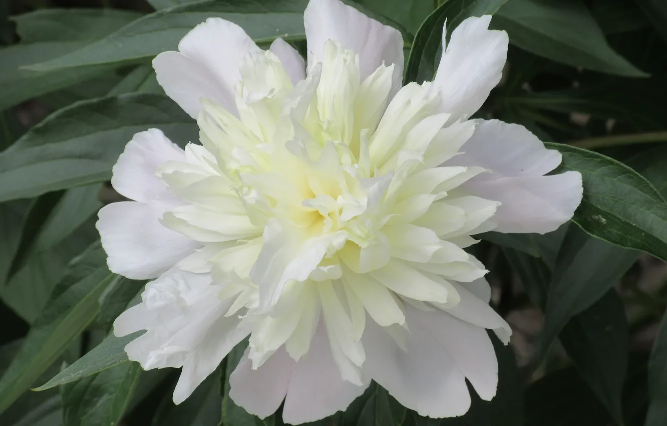 Photo wallpaper white, flowers, peonies, Mamala ©