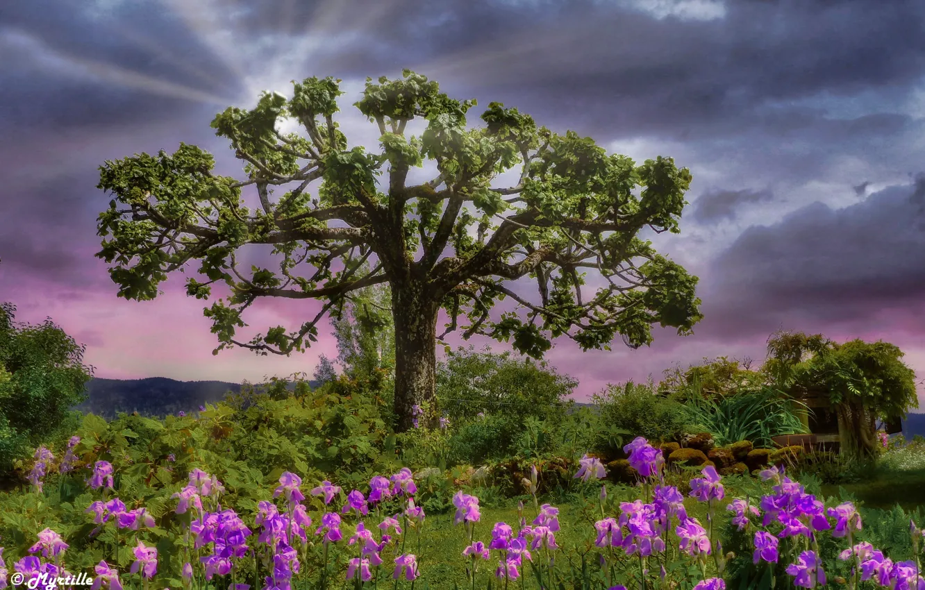 Photo wallpaper rays, landscape, flowers, clouds, nature, stones, tree, garden