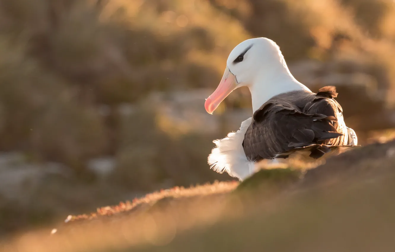 Photo wallpaper light, nature, bird, seagulls, portrait, bokeh