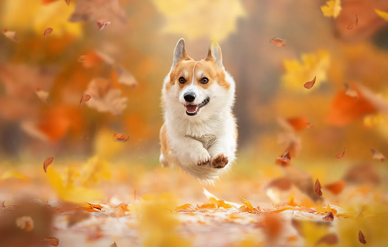 Photo wallpaper autumn, leaves, mood, jump, dog, flight, walk, bokeh