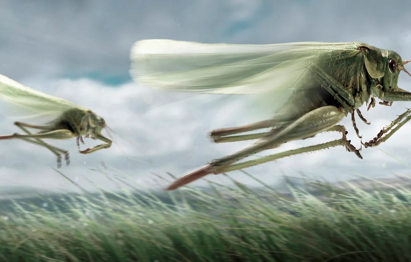 Photo wallpaper Clouds, Grass, Flight, Locust