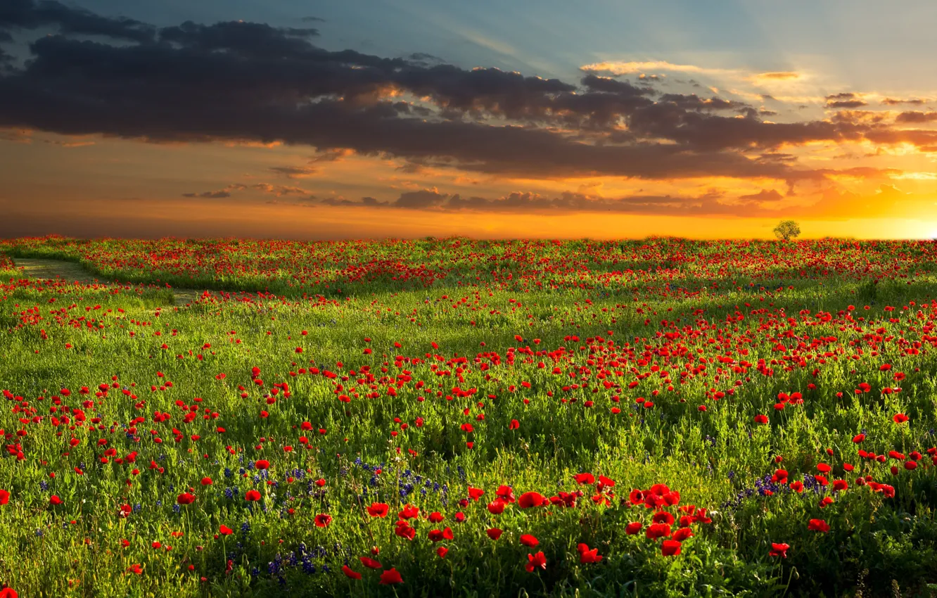 Photo wallpaper field, summer, the sky, the sun, sunset, flowers, red, Maki